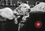 Image of Dalmatian puppies New York United States USA, 1940, second 21 stock footage video 65675057679