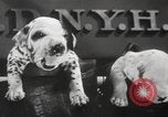 Image of Dalmatian puppies New York United States USA, 1940, second 22 stock footage video 65675057679