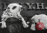 Image of Dalmatian puppies New York United States USA, 1940, second 23 stock footage video 65675057679