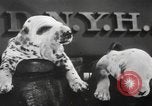 Image of Dalmatian puppies New York United States USA, 1940, second 24 stock footage video 65675057679