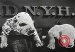 Image of Dalmatian puppies New York United States USA, 1940, second 25 stock footage video 65675057679