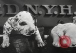Image of Dalmatian puppies New York United States USA, 1940, second 26 stock footage video 65675057679
