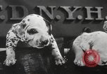 Image of Dalmatian puppies New York United States USA, 1940, second 27 stock footage video 65675057679