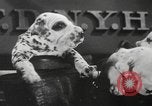 Image of Dalmatian puppies New York United States USA, 1940, second 28 stock footage video 65675057679