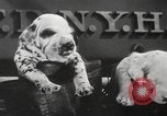 Image of Dalmatian puppies New York United States USA, 1940, second 29 stock footage video 65675057679