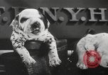 Image of Dalmatian puppies New York United States USA, 1940, second 30 stock footage video 65675057679