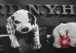 Image of Dalmatian puppies New York United States USA, 1940, second 31 stock footage video 65675057679