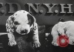 Image of Dalmatian puppies New York United States USA, 1940, second 32 stock footage video 65675057679