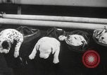Image of Dalmatian puppies New York United States USA, 1940, second 33 stock footage video 65675057679