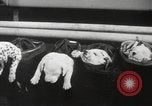 Image of Dalmatian puppies New York United States USA, 1940, second 34 stock footage video 65675057679