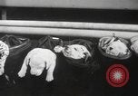 Image of Dalmatian puppies New York United States USA, 1940, second 35 stock footage video 65675057679