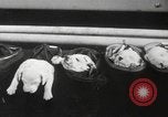 Image of Dalmatian puppies New York United States USA, 1940, second 36 stock footage video 65675057679