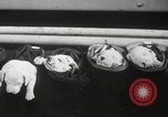 Image of Dalmatian puppies New York United States USA, 1940, second 37 stock footage video 65675057679