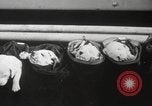 Image of Dalmatian puppies New York United States USA, 1940, second 38 stock footage video 65675057679