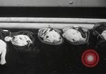 Image of Dalmatian puppies New York United States USA, 1940, second 39 stock footage video 65675057679