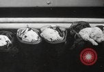 Image of Dalmatian puppies New York United States USA, 1940, second 41 stock footage video 65675057679