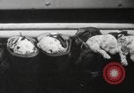 Image of Dalmatian puppies New York United States USA, 1940, second 42 stock footage video 65675057679