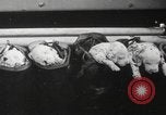 Image of Dalmatian puppies New York United States USA, 1940, second 43 stock footage video 65675057679