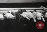 Image of Dalmatian puppies New York United States USA, 1940, second 44 stock footage video 65675057679