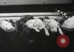 Image of Dalmatian puppies New York United States USA, 1940, second 45 stock footage video 65675057679