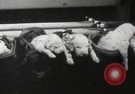 Image of Dalmatian puppies New York United States USA, 1940, second 46 stock footage video 65675057679