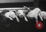 Image of Dalmatian puppies New York United States USA, 1940, second 47 stock footage video 65675057679