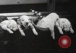Image of Dalmatian puppies New York United States USA, 1940, second 48 stock footage video 65675057679