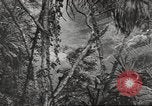Immagine di Di guerra nella giungla Hawaii USA, 1944, secondo 28 filmato di repertorio 65675057710