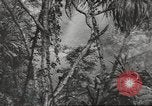 Immagine di Di guerra nella giungla Hawaii USA, 1944, secondo 31 filmato di repertorio 65675057710
