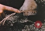 Image of United States Marines Iwo Jima, 1945, second 49 stock footage video 65675057721