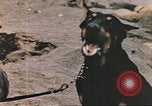 Image of United States Marines Iwo Jima, 1945, second 54 stock footage video 65675057723