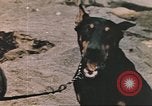 Image of United States Marines Iwo Jima, 1945, second 55 stock footage video 65675057723
