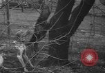 Standbild Rabbit Hunting Shelby Ohio USA, 1937, aus Sekunde 48 historischem Filmmaterial Videoclip 65675057738