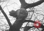 Standbild Rabbit Hunting Shelby Ohio USA, 1937, aus Sekunde 49 historischem Filmmaterial Videoclip 65675057738