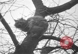 Standbild Rabbit Hunting Shelby Ohio USA, 1937, aus Sekunde 50 historischem Filmmaterial Videoclip 65675057738