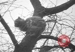 Standbild Rabbit Hunting Shelby Ohio USA, 1937, aus Sekunde 51 historischem Filmmaterial Videoclip 65675057738