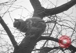 Standbild Rabbit Hunting Shelby Ohio USA, 1937, aus Sekunde 52 historischem Filmmaterial Videoclip 65675057738