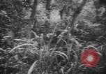 Image of American soldiers Panama, 1942, second 19 stock footage video 65675057756