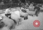 Image of horse jumping show Canada, 1960, second 59 stock footage video 65675057783