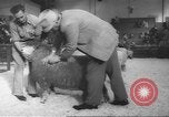 Image of horse jumping show Canada, 1960, second 60 stock footage video 65675057783