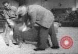Image of horse jumping show Canada, 1960, second 61 stock footage video 65675057783
