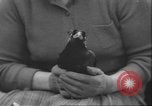 Image of Myna bird imitates people United Kingdom, 1958, second 18 stock footage video 65675057798