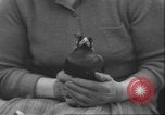 Image of Myna bird imitates people United Kingdom, 1958, second 20 stock footage video 65675057798