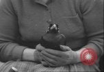 Image of Myna bird imitates people United Kingdom, 1958, second 21 stock footage video 65675057798