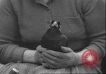 Image of Myna bird imitates people United Kingdom, 1958, second 22 stock footage video 65675057798