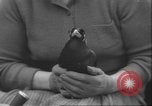 Image of Myna bird imitates people United Kingdom, 1958, second 23 stock footage video 65675057798