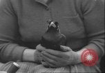 Image of Myna bird imitates people United Kingdom, 1958, second 24 stock footage video 65675057798