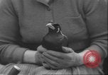 Image of Myna bird imitates people United Kingdom, 1958, second 25 stock footage video 65675057798