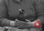 Image of Myna bird imitates people United Kingdom, 1958, second 26 stock footage video 65675057798