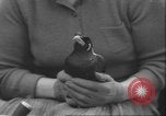 Image of Myna bird imitates people United Kingdom, 1958, second 27 stock footage video 65675057798